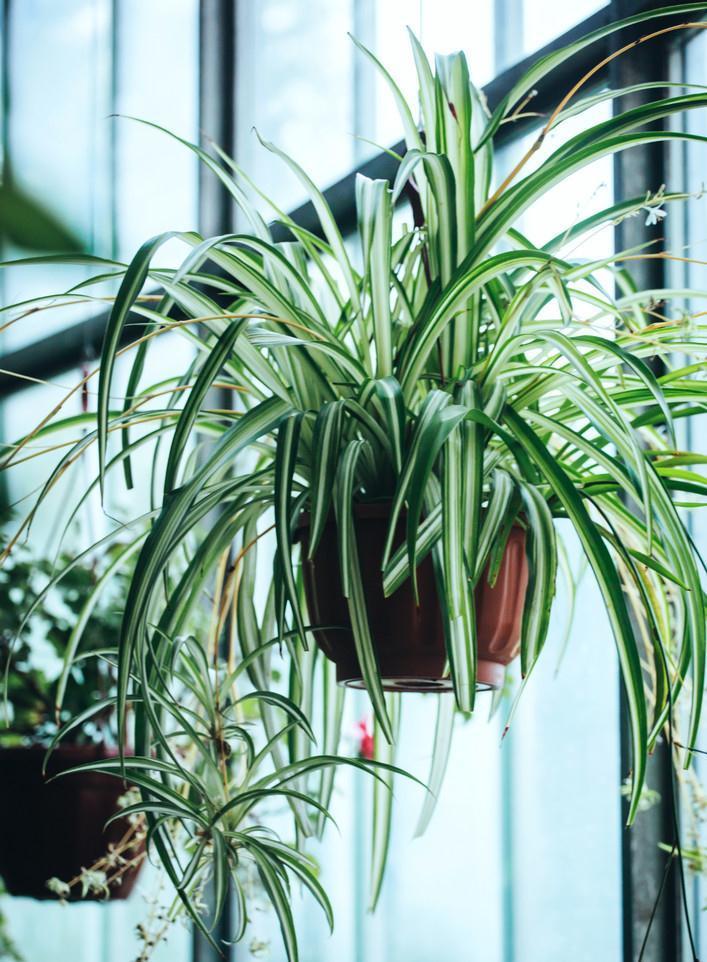 鸭脚木|这22款植物室内养护不但净化空气还吸甲醛,花友纷纷收藏