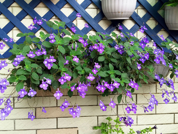 春天养此款花卉,沾土就活,一年长到大缸装不下!