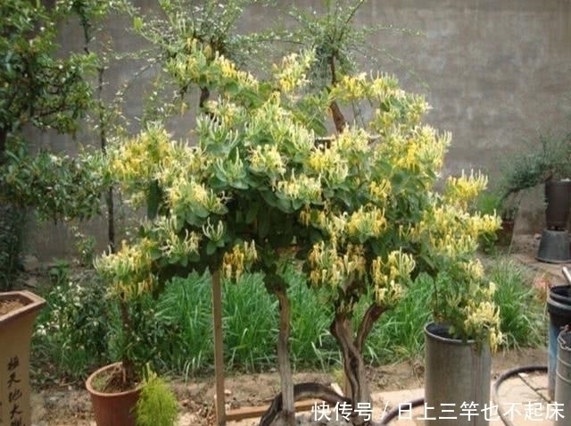 枝条|3种盆景,找1个枝插土里就能养一棵,能赏花又能结果,特别美