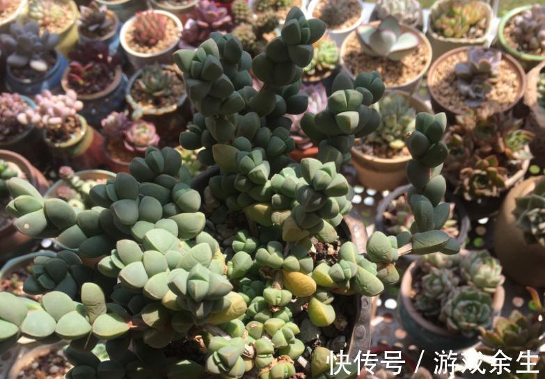 该怎么将鹿角海棠养成老桩?掌握住这些“修剪要领”就能实现