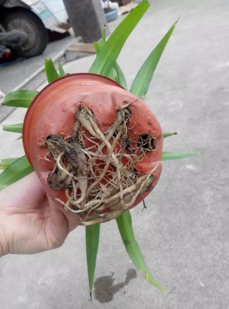 扦插|不用扦插,养花1盆变10盆,把根一掰,成活率翻倍!