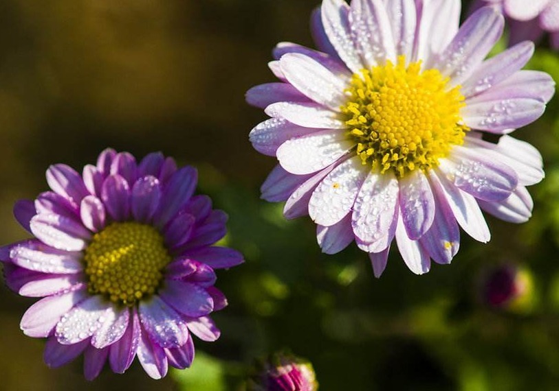 家养一盆“太阳菊”,花开90天,比长春花开花多,比太阳花更好看