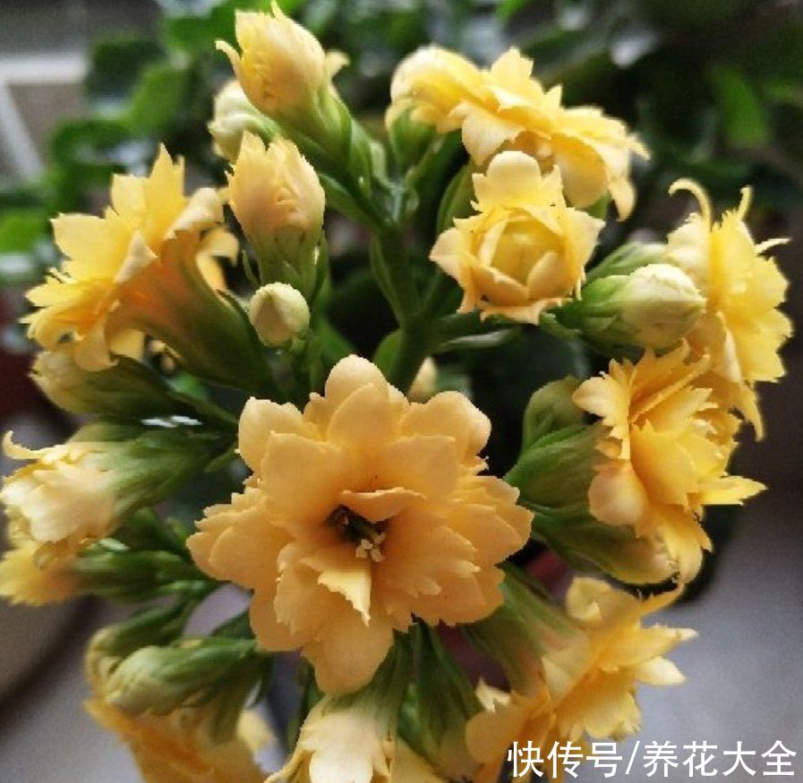  浇水|养花全凭第六感？厉害了，“花卉终结者”就是这么炼成的