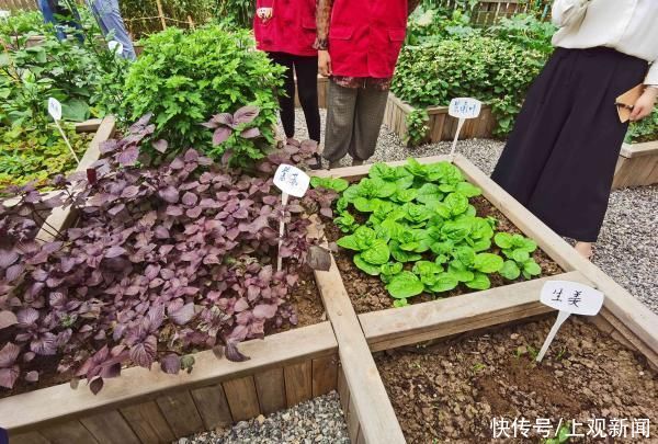 仙境 惊艳！上海老人在小区造“仙境”景点，家门口种花搞出各种名堂