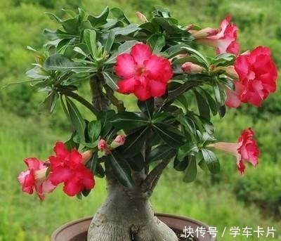 做对这些，沙漠玫瑰根系肥硕，开花娇艳，成为最美盆景！