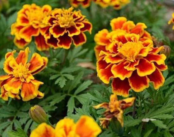 养盆“孔雀花”，一碰土就疯长，浇点水能开花，一年四季大又艳