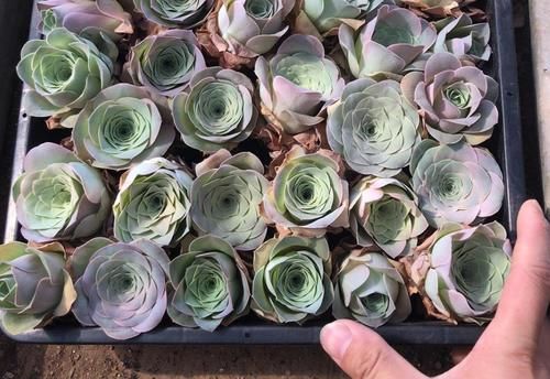 这3样冷门多肉花头似玫瑰，漂亮好打理，价钱还不贵