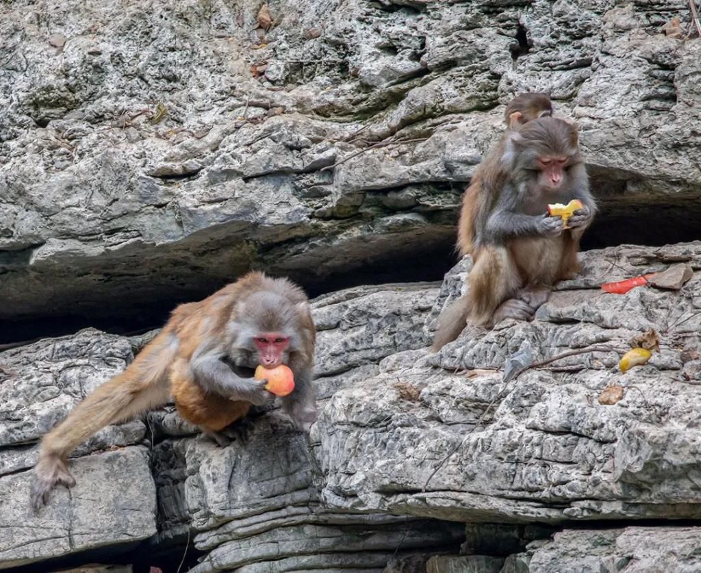 中年|巫山为小三峡猕猴送过年货