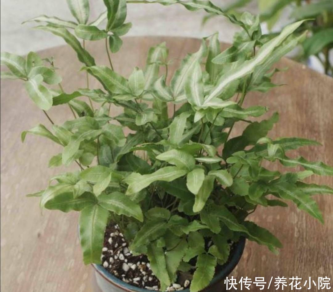 养护|外面遇到5种小植物，带回来做成小盆景，漂亮又美观