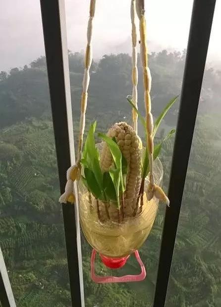 丢一把种子到水里,7天冒出小森林,越热越长个!绿植盆栽不用买