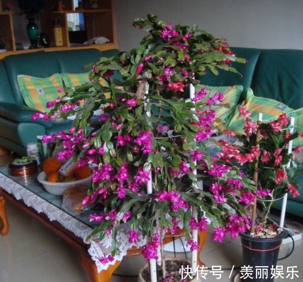 养蟹爪兰,2种“肥料”加盆里,侧芽猛冒长势旺,花苞满枝开不停