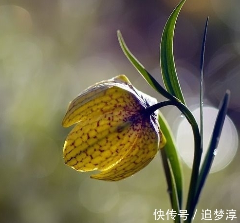 此花宛如床头的小台灯,灿烂夺目外形奇特,是极致绚烂的忍耐之花