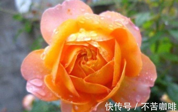 几种花卉,花开繁盛花香怡人,花朵粉嫩丰腴,绚丽夺目