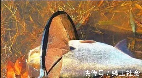 江河|江河钓鱼别担心钓不到鱼,“面饵”的制作和用饵技巧全在这里了!