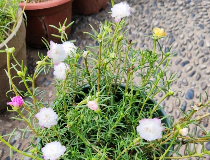 花草枝叶爱泛黄,多半是因为土壤里缺了它,浇点醋水就好