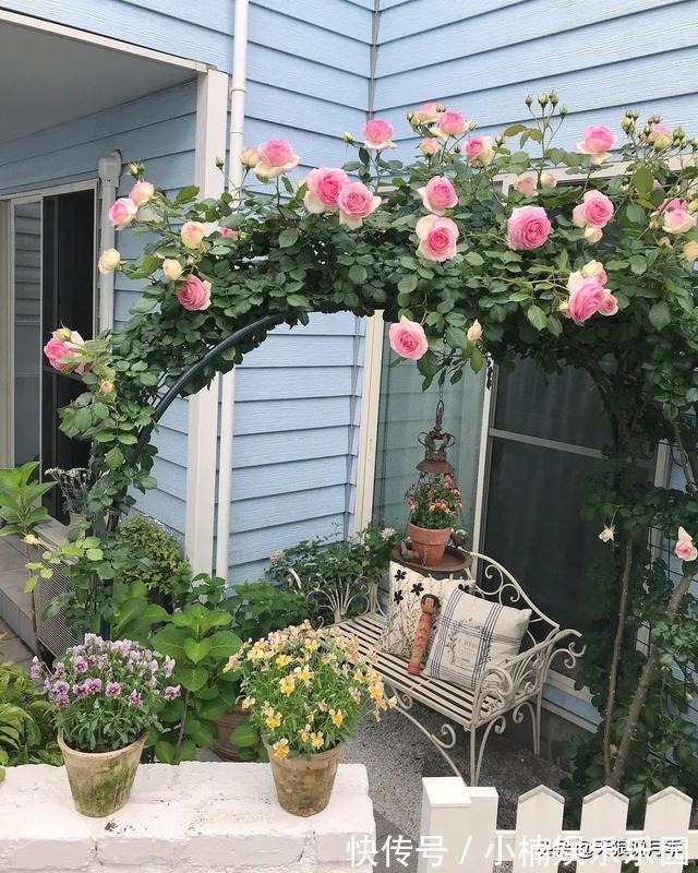 毛地黄|小空间花园打造指南丨四季开花不断,她是怎么做到的?