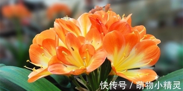 家庭养君子兰,谨记这几个要点,根系更健壮,爱长新叶子