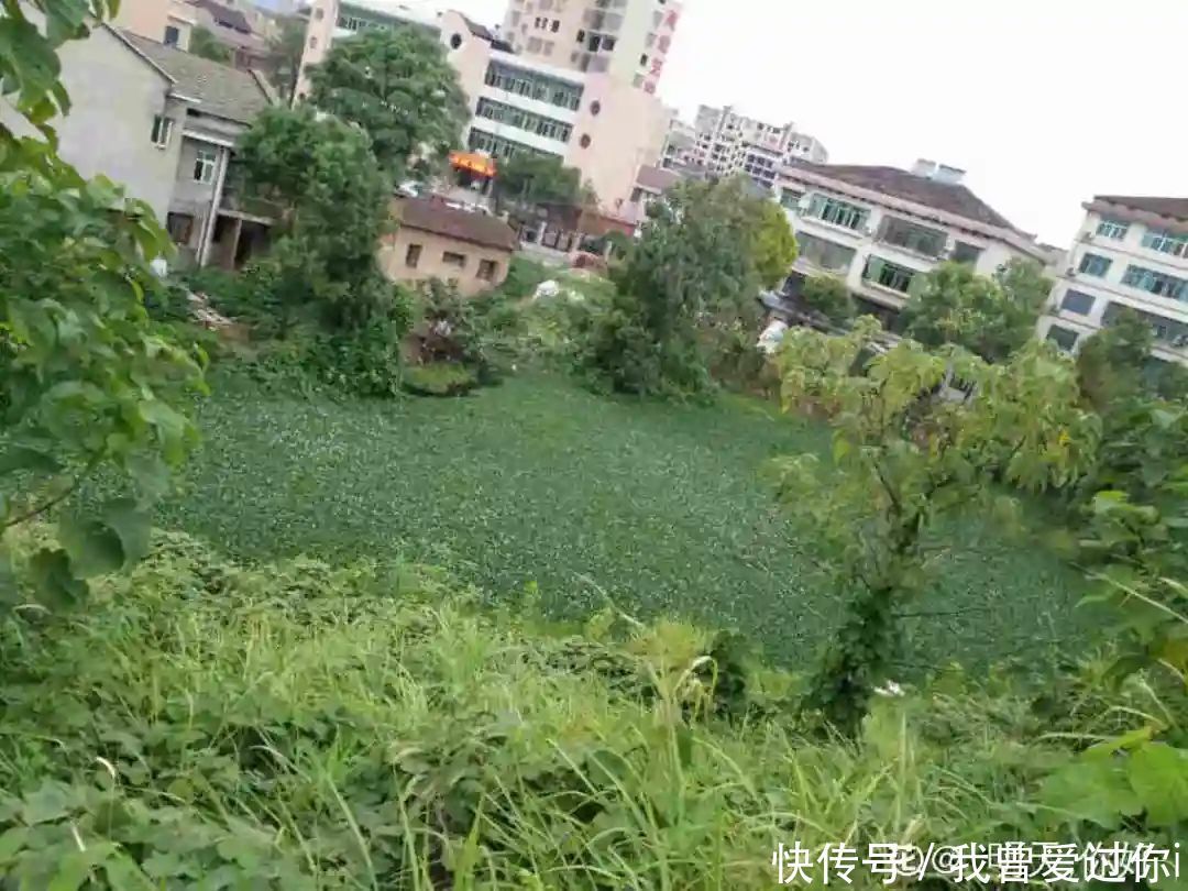 养花知识这花是个大“祸害”,20元一棵还有人买,到底为啥