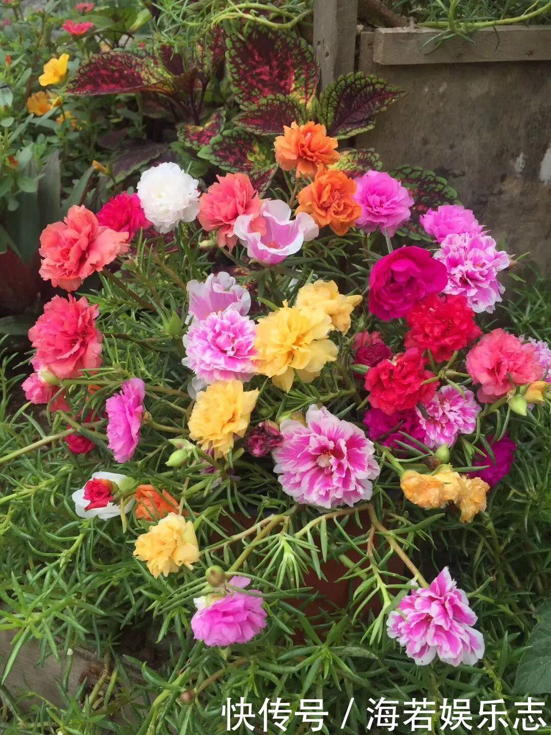 珠子|家里养了这花,小孩最喜欢,好看好玩太值了!