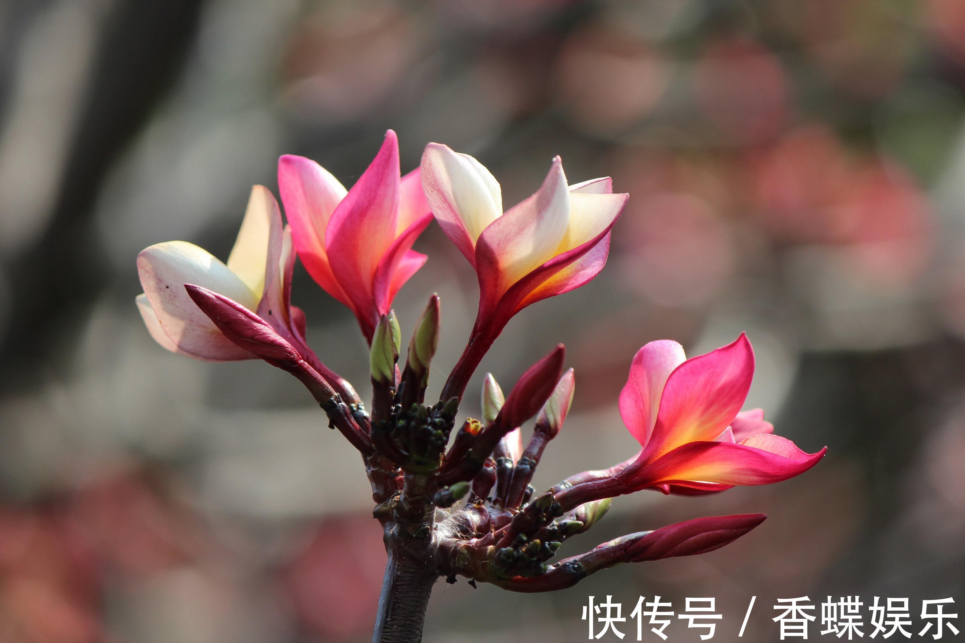 3种“懒人花”,给点阳光就“泛滥”,丢在一旁不管,也能开满天