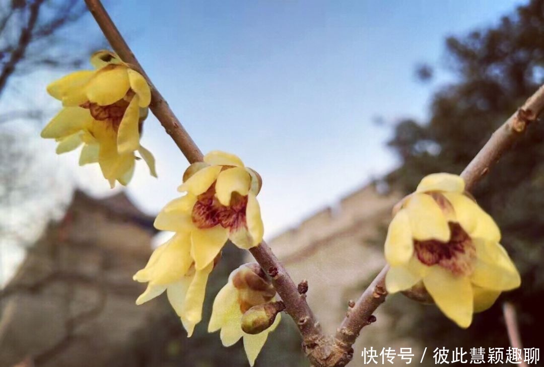 真香预警！腊梅花开，盘点西安赏梅好去处！