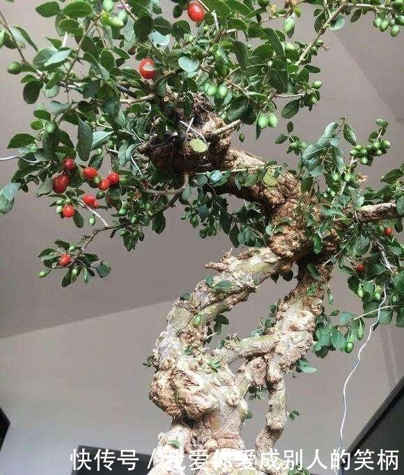 阳台养什么花好,2种植物,山上找一棵,种盆里,长成盆景老桩!