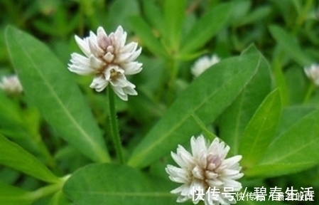 水塘|生长在水塘里的它,是儿时的美味,现在才知它是姑娘们瘦身法宝!
