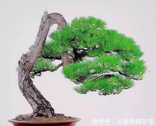 传家宝|这3种盆景可以养成传家宝,再穷也要养,越老越值钱!