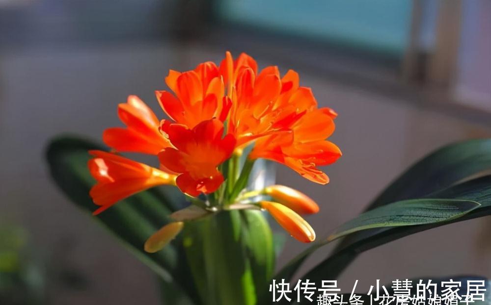 养好君子兰要先养好根,四种东西养根又护根,是多年经验的积累