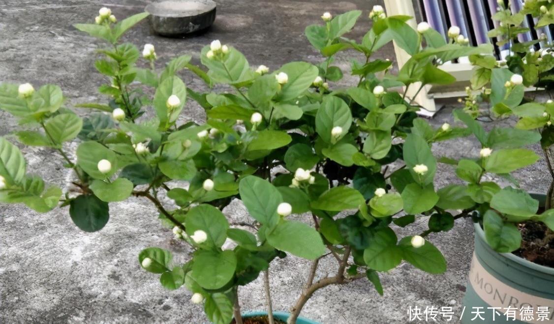 夏天|茉莉在夏天,预防3个错,黄叶不长个?浇点“铁水”就好了