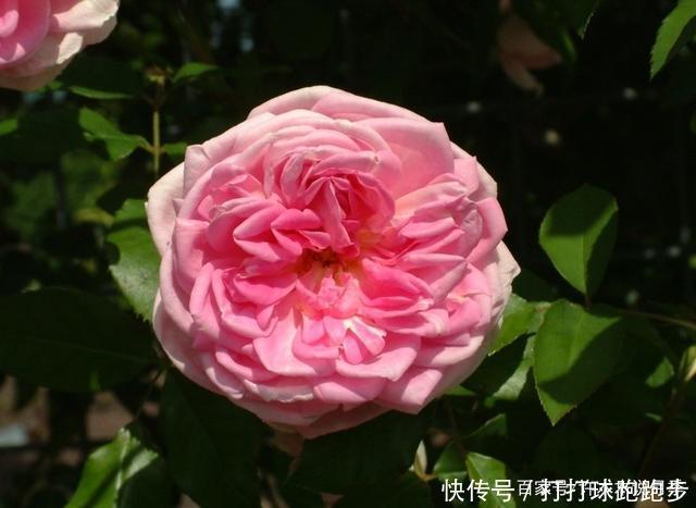 25个拥有中国血统的波旁月季。花朵超大个个丰花,还能爬藤做花墙