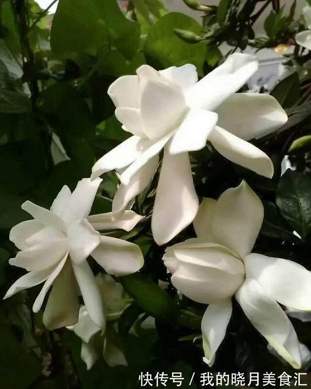 栀子花,兰花不开花,水里加点它,只喷一点点,阳台秒变大花园