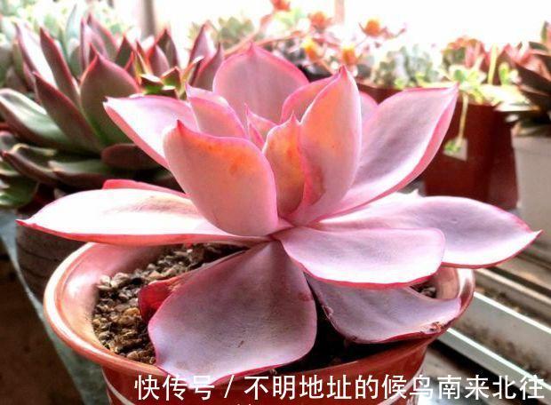 60种多肉图鉴及养护要点，1分钟学会，超全超实用！