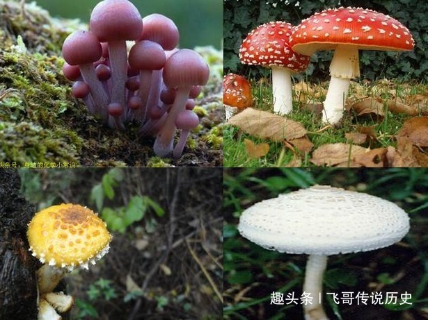 毒蘑菇|路边“野菜”不能随便吃，小心变成“毒菜”！要好好看清楚