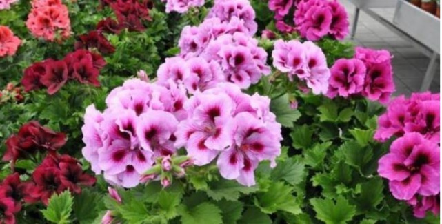 4种花，堪称“开花机器”，好养又漂亮，一年四季开花不断！