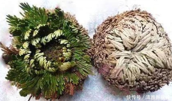 被称为“九死还魂草”的植物,干枯后遇水也能活,是美容消炎佳品
