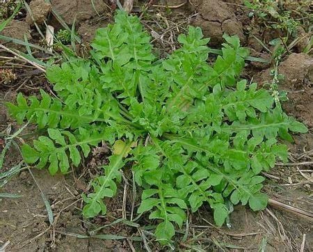 荠菜|爱挖野菜的注意了!这些地方的野菜不能吃