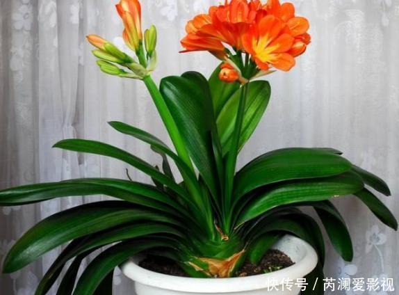 养花就用这些东西“密制”花肥,不花一分钱,还好用不烧根