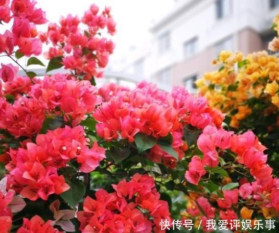 就能够|4种开花爆盆的植物,最适合春天养,一次开满花,年年有花赏