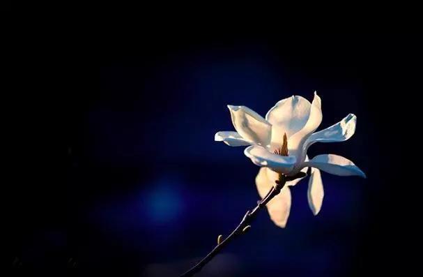 折杨柳$唐诗中最经典的7首边塞绝句,唱不尽热血男儿志