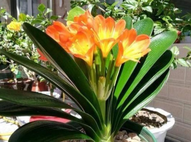 君子兰不开花打开它的“小开关”,花箭呼呼窜,一次开10朵!