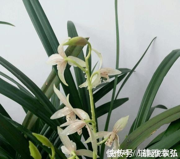 花花|兰花不开花，反而焦叶，几个办法瞬间绿油油