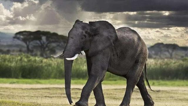 非洲象体重图片