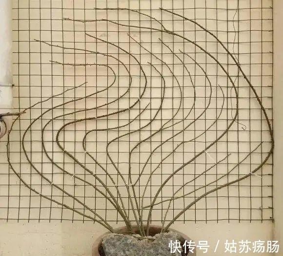 废料|月养月季,土里备“三废料”,新芽“咕噜”冒,芬芳宜人小半年