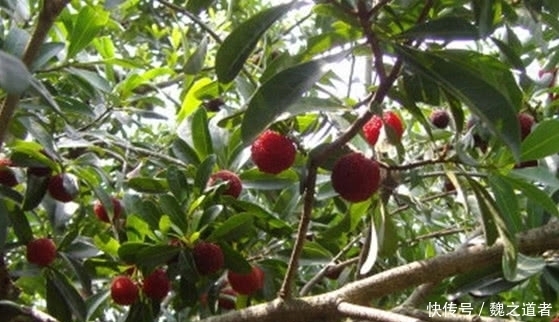 水果|最近农村的一种成熟的水果,不知道有多少人喜欢吃呢你还认识吗?