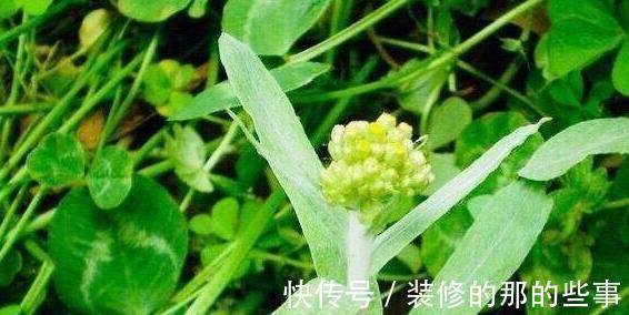 湿毒|夏季不想常生病,常用“祛湿王”泡水喝,排出身体毒素,排湿毒