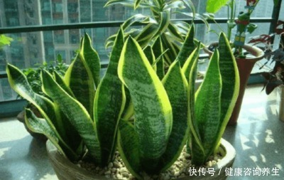 虎皮兰不冒“新芽”,注意这几点,养2月“钢芽”窜出盆!