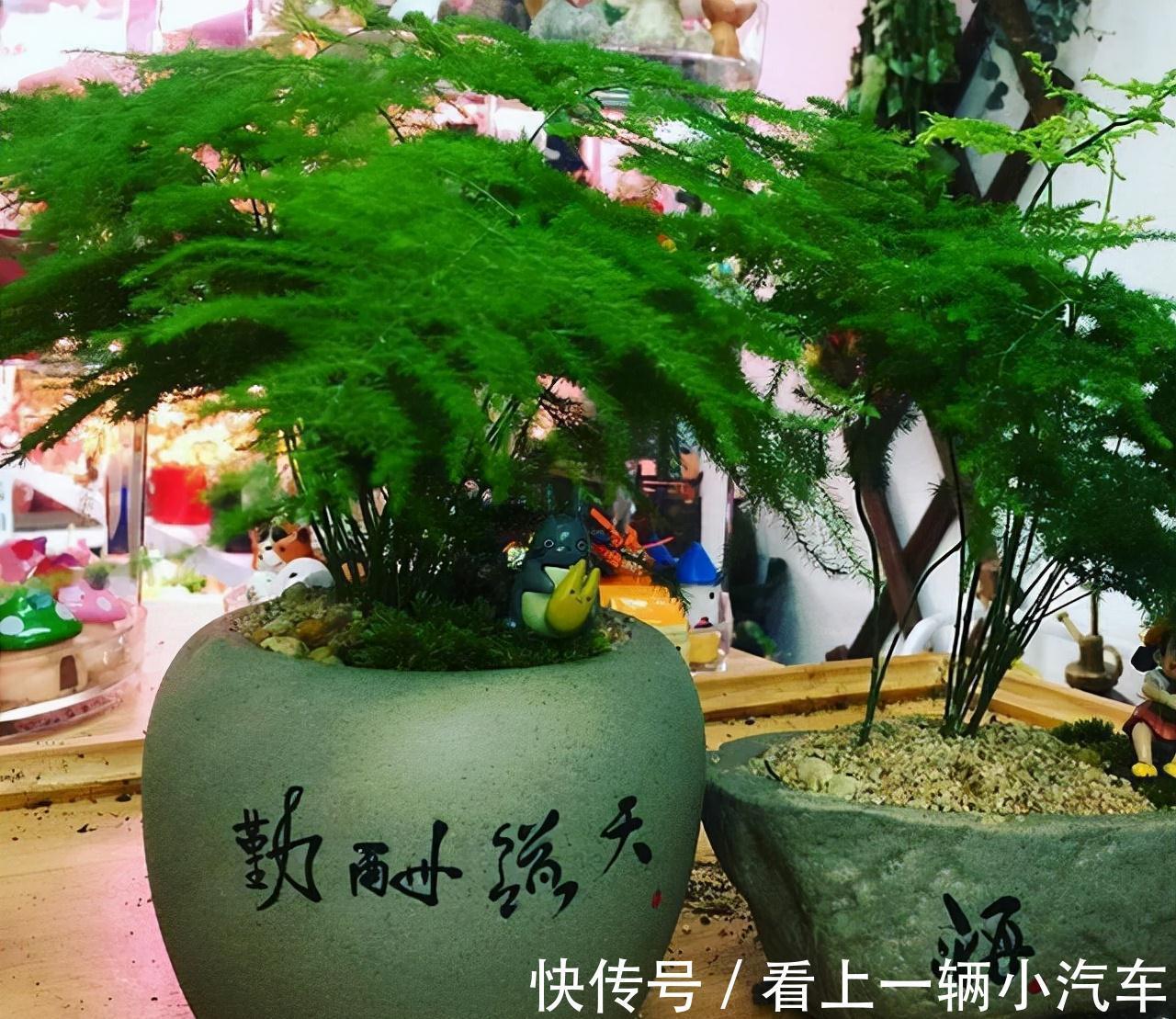 十二月养文竹,在“三位置”留点水,芽笋“咕噜”冒,养成小老桩