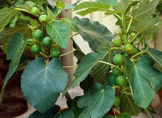 想要扦插无花果,4个细节让成活率翻倍,花友们都了解嘛