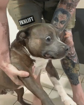 |自由让狗狗面目全非?柴犬别名日本哈士奇!搞笑它是认真的?